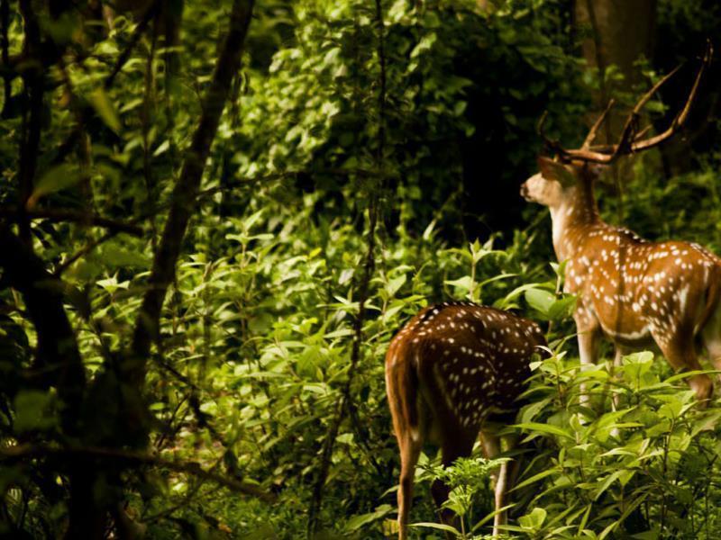 Sauraha Nana Hotel エクステリア 写真